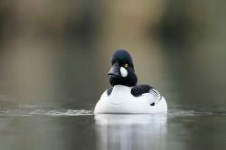 Autorem zdjęć jest Karol Zalewski pracownik Nadleśnictwa